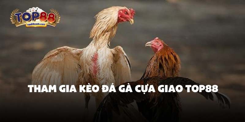 Tham gia kèo đá gà cựa giao Top88 Tham gia kèo đá gà cựa giao Top88