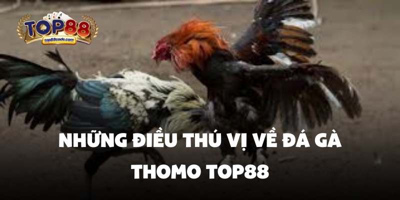 Những điều thú vị về đá gà thomo top88