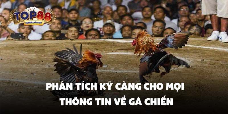 Phân tích kỹ càng cho mọi thông tin về gà chiến